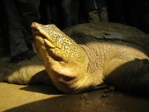 new individual of worlds rarest turtle found in hanoi